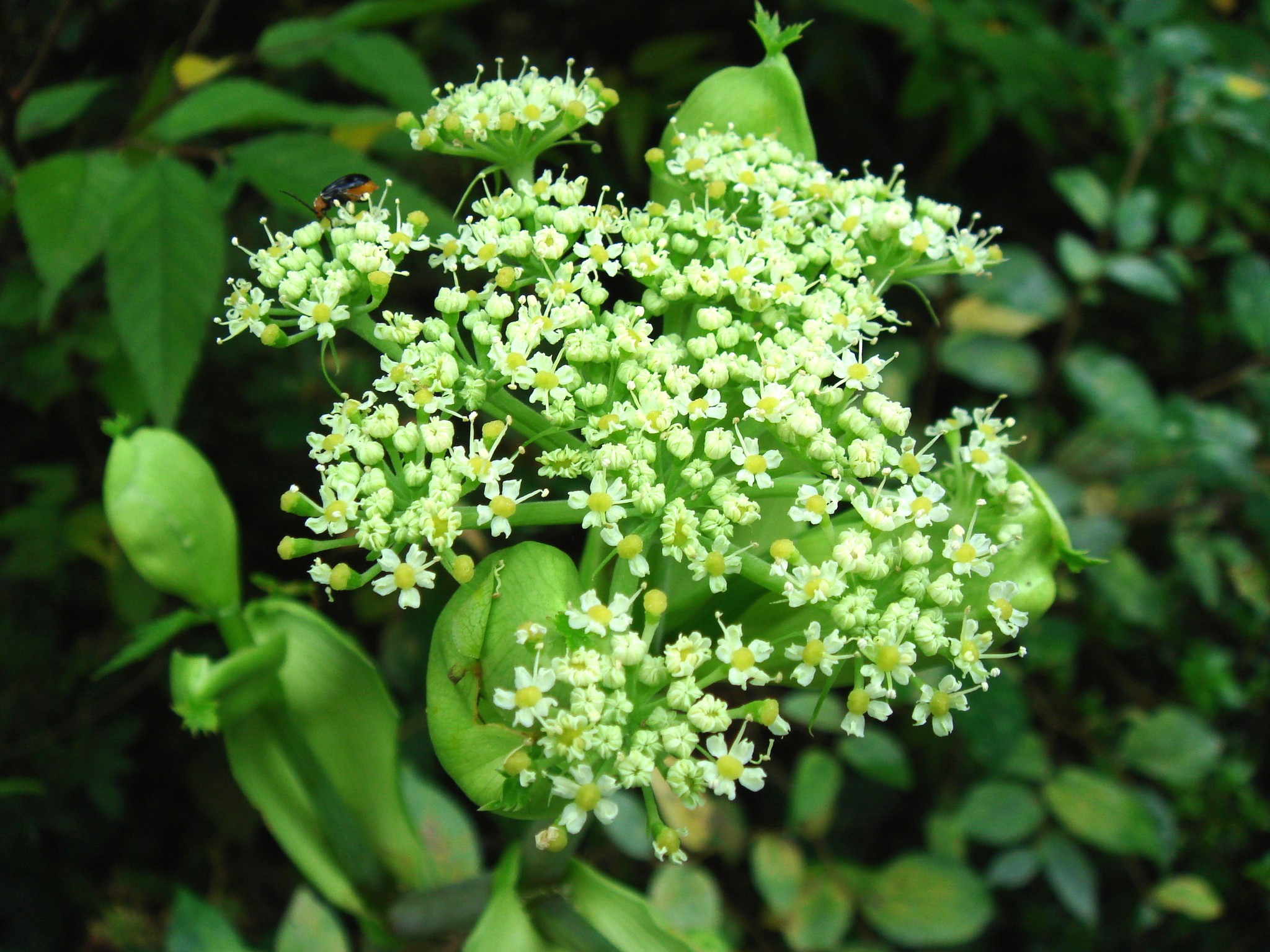 Angelica keiskei (Miquel) Koidzumi